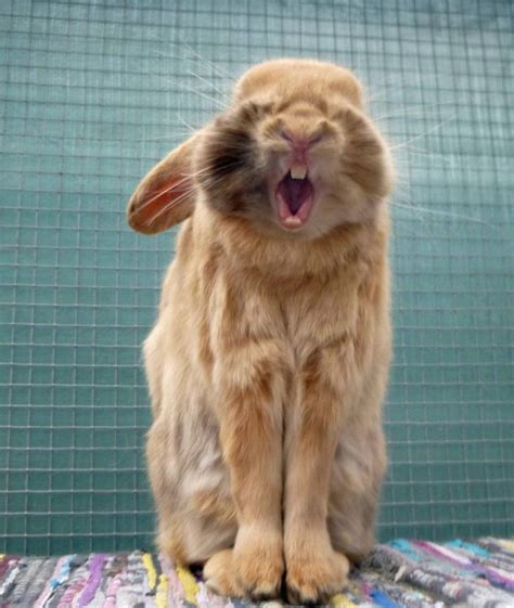 There Is Nothing More Terrifying Than A Bunny Yawning Cute Animals