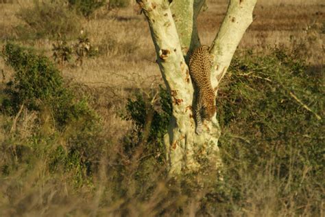 Leopard Kruger Tree Africa Geographic