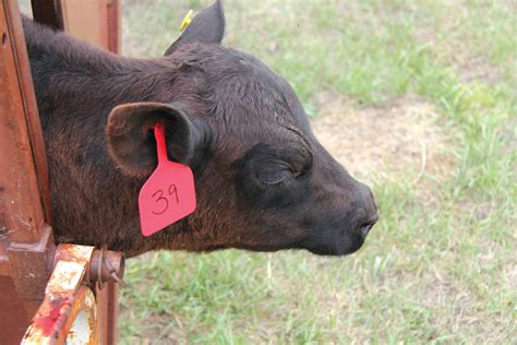 Castration Tips And Pain Control Canadian Cattlemen