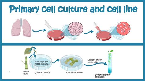 Top 169 Animal Cell Culture Diagram