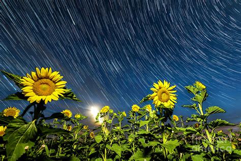 Sunflower Star Trail Photograph By Willard Sharp Fine Art America