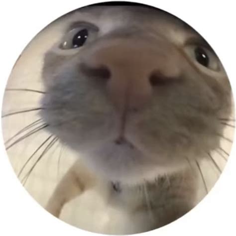 Fish Eye Pfp Enhancing Your Profile Pictures With A Unique Twist