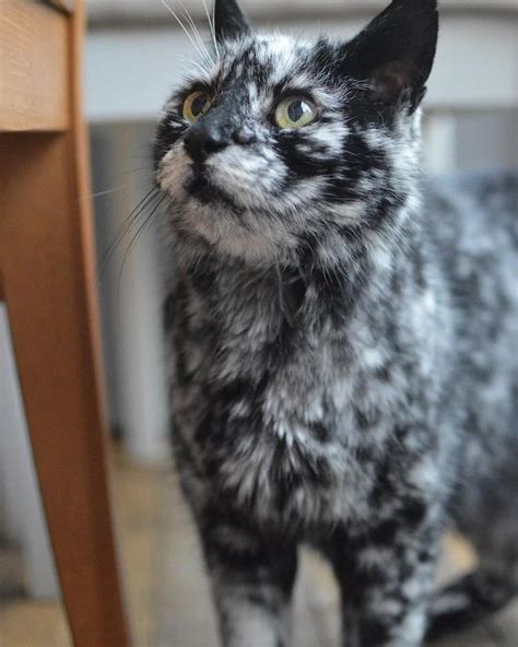Rr Transformation Of A 19 Year Old Cats Black Fur Into Stunning