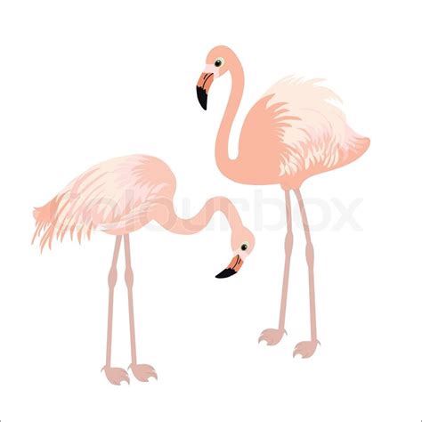 Pair Of Flamingo Stock Vector Colourbox