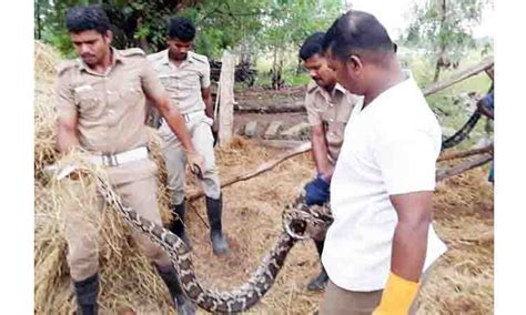 A 12 Foot Long Python Was Caught In A Hay Fight வைக்கோல் போரில்