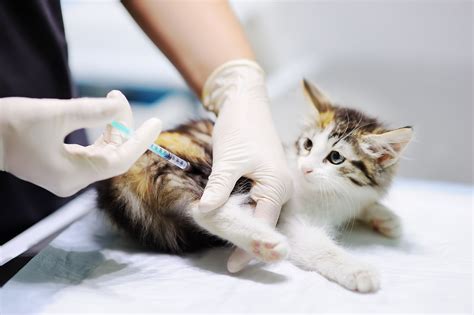 Maybe you would like to learn more about one of these? VIRUS DE LA LEUCEMIA FELINA (FELV) - Blog Tucan Mascotas