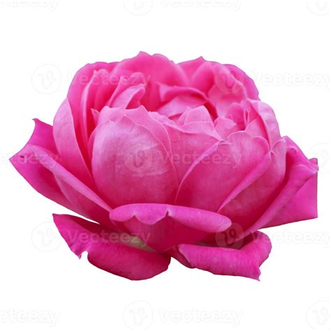 Free Beautiful Pink Rose Flower 12996199 Png With Transparent Background
