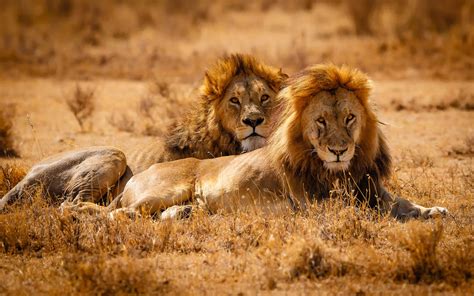 two kings two adult lions in the savannahs leones del serengeti national park tanzania africa