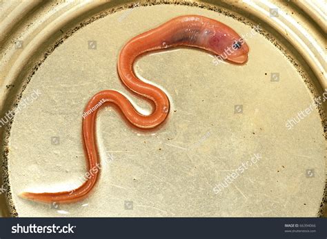 Baby Eel In A Can Stock Photo 66394066 Shutterstock