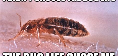 6 Exciting Bed Bug Facts And Tips Venus Pest Company