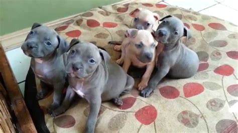Pitbull Puppies 6 Weeks Old Youtube