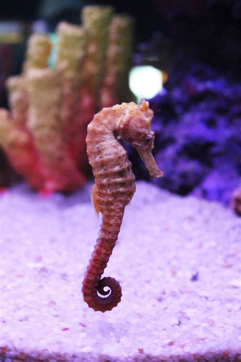 Yall The Seahorse Is A Real Thing And We Are All Blessed With Its