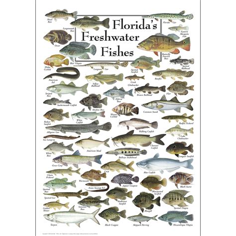 Floridas Freshwater Fishes Poster Earth Sky Water