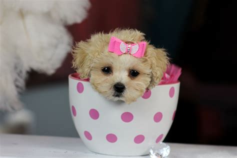 ♥♥♥ Teacup Poodles ♥♥♥ Bring This Perfect Baby Home Today Call 954