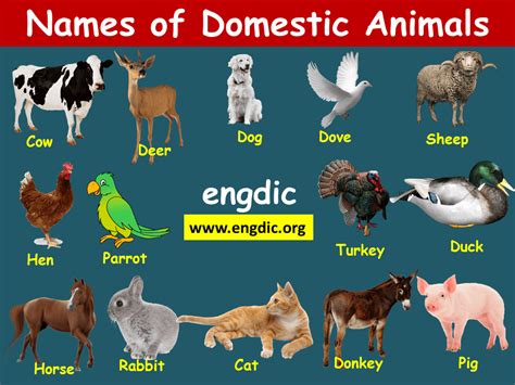 Domestic And Wild Animals Names With Pictures Animal Names With