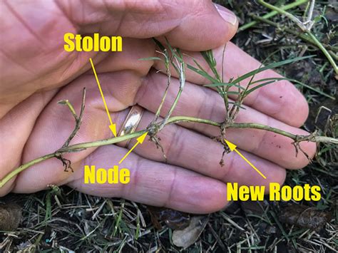 How Bermuda Grass Grows Bermuda Lawn Guide