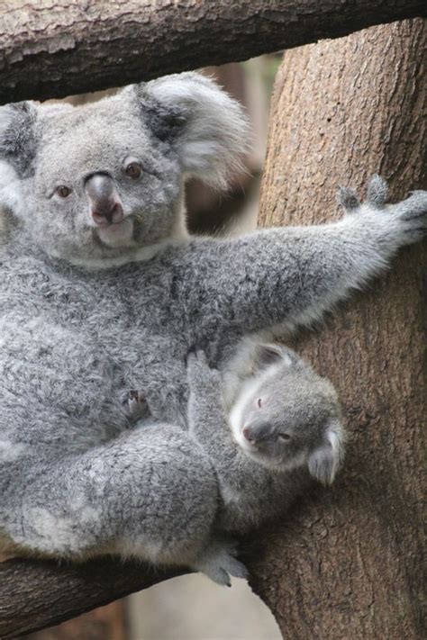 Pin By Ela Myzan On Koalas Aus Duisburg In 2022 Koala Bear Koala Koalas
