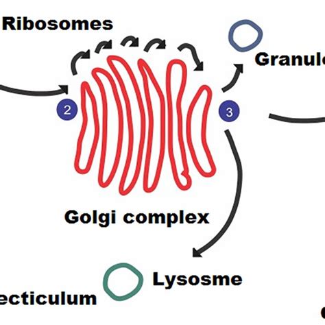 The Process Of Glycosylation Ribosomes Attach To The Cytoplasmic Side