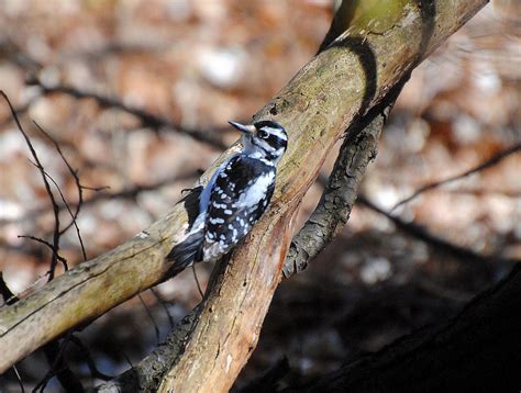 Barry The Birder On The Oak Ridges Trail