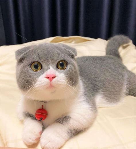 Scottish Fold Munchkin Cat The Instagram Famous Cat We All Love