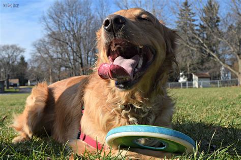 The Best Frisbees For Dogs According To Charlie