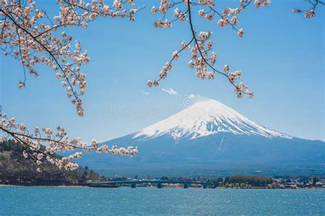 Kawaguchiko Lake Of Japanmount Fuji Cherry Blossoms Or Sakura Stock