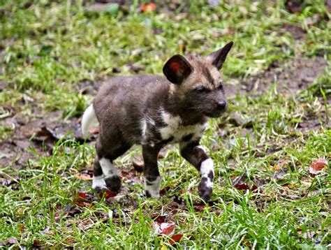 Edinburgh Zoo Welcomes An Endangered African Hunting Dog Puppy Zooborns