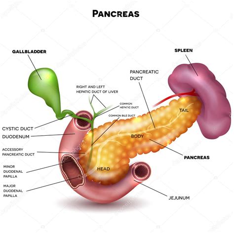 Páncreas Y órganos Circundantes Vector De Stock Por ©megija 125191290
