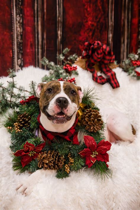 All Delilah wants for... - Dubuque Regional Humane Society
