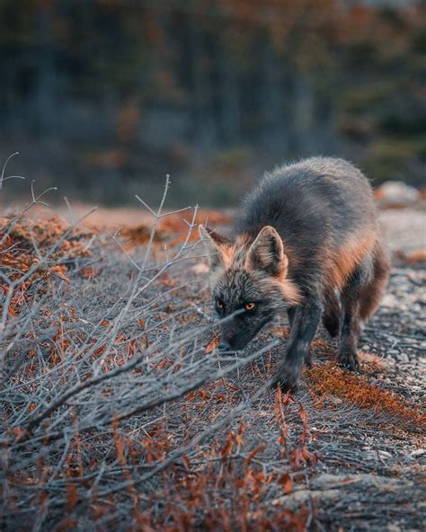 Caught This Cross Fox Sneaking Up On Rodent In 2020 Cabin Camping