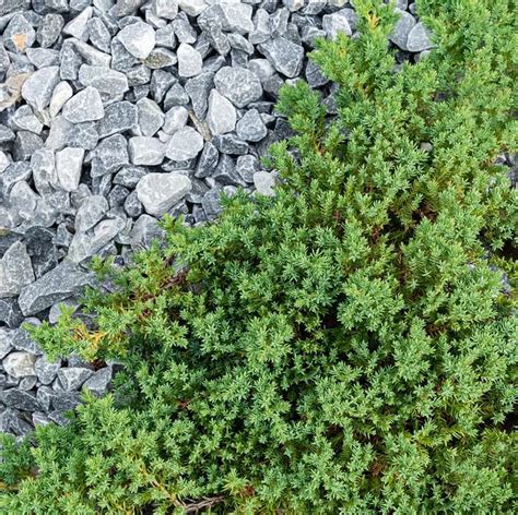 20 Low Maintenance Ground Cover Plants To Prevent Weeds From Taking Over