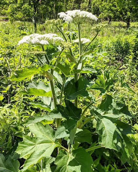 Giant Hogweed Ultimate In Depth Guide And How To Get Rid Of It