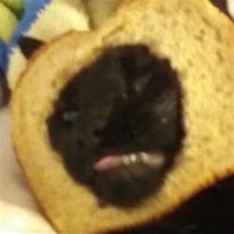 Bread Cat Rcursedcatimages