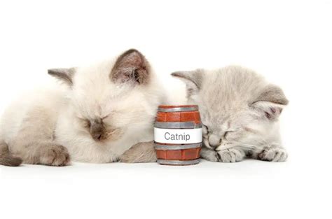 Catnip To Be Banned In Britain The Catnip Times