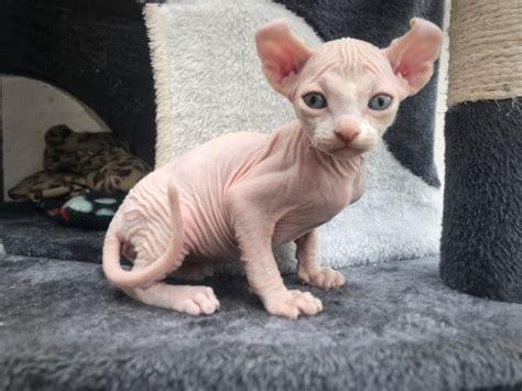 Female Sphynx Kitten For Sale Sphynx Kittens For Sale