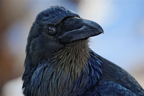 Hinterland Whos Who Common Raven