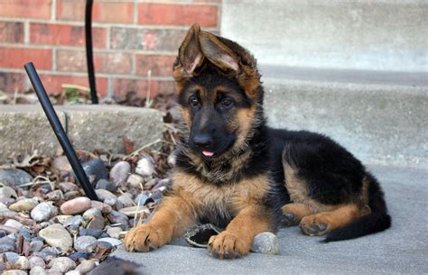 Cheap German Shepherd Pups For Sale Petsidi