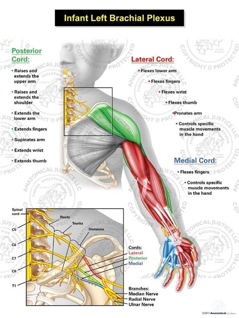 Left Infant Brachial Plexus