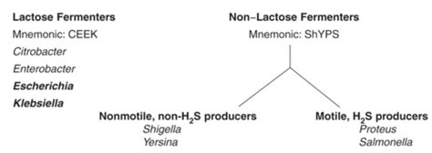 Lactose Fermenting Enterobacteriaceae Flashcards Quizlet