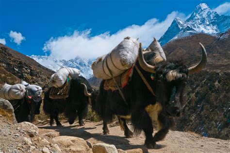 The Himalayan Yaks; A Photo Story