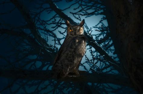 The Great Night Owl Tours Departing Daily Great Night Owl
