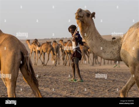 Camel Caravan In Danakil Desert Assayta Ethiopia Stock Photo Alamy