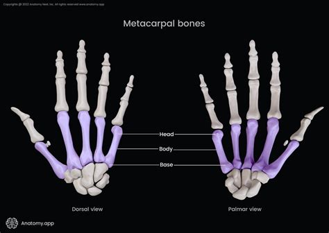 Metacarpal Bones Encyclopedia Anatomyapp Learn Anatomy 3d