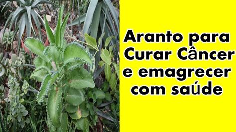 A Planta Aranto E Seus Benefícios Aranto CÂncer Esquizofrenia SÍndrome