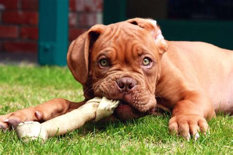 Dogue De Bordeaux French Mastiff Dog Breed Information And