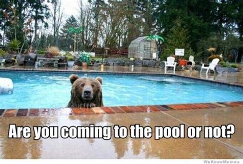 50 Hilarious Pool Memes To Get You Excited For The First Day Of Summer