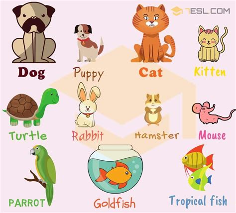 Huge List Of Pets And Different Types Of Pets With Pictures • 7esl