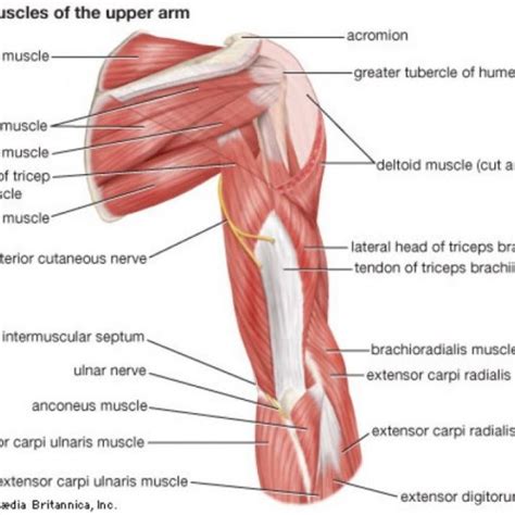 Shoulder Muscles Diagram Diagram Of The Shoulder Arm Anatomy Sexiz Pix