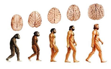 How Did Human Brain Evolve To Reach This Size Researchers Found A Surprising Answer Great