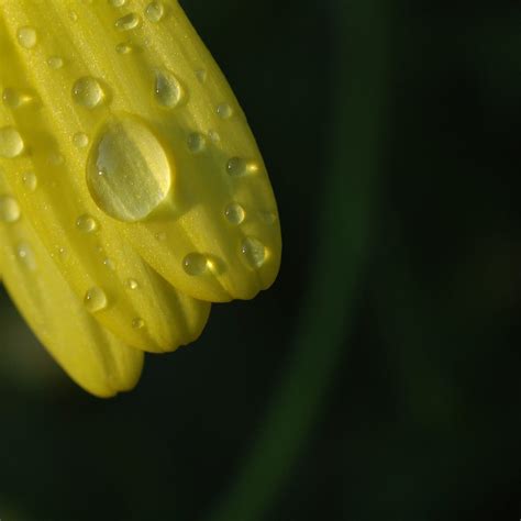 Raindrop Dancing Light Jon Herb Flickr